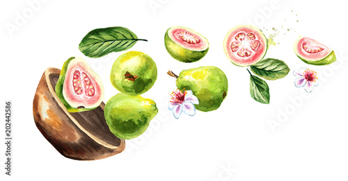 Fototapeta Naklejka Na Ścianę i Meble -  Bowl with guava fruits. Hand drawn horizontal watercolor illustration