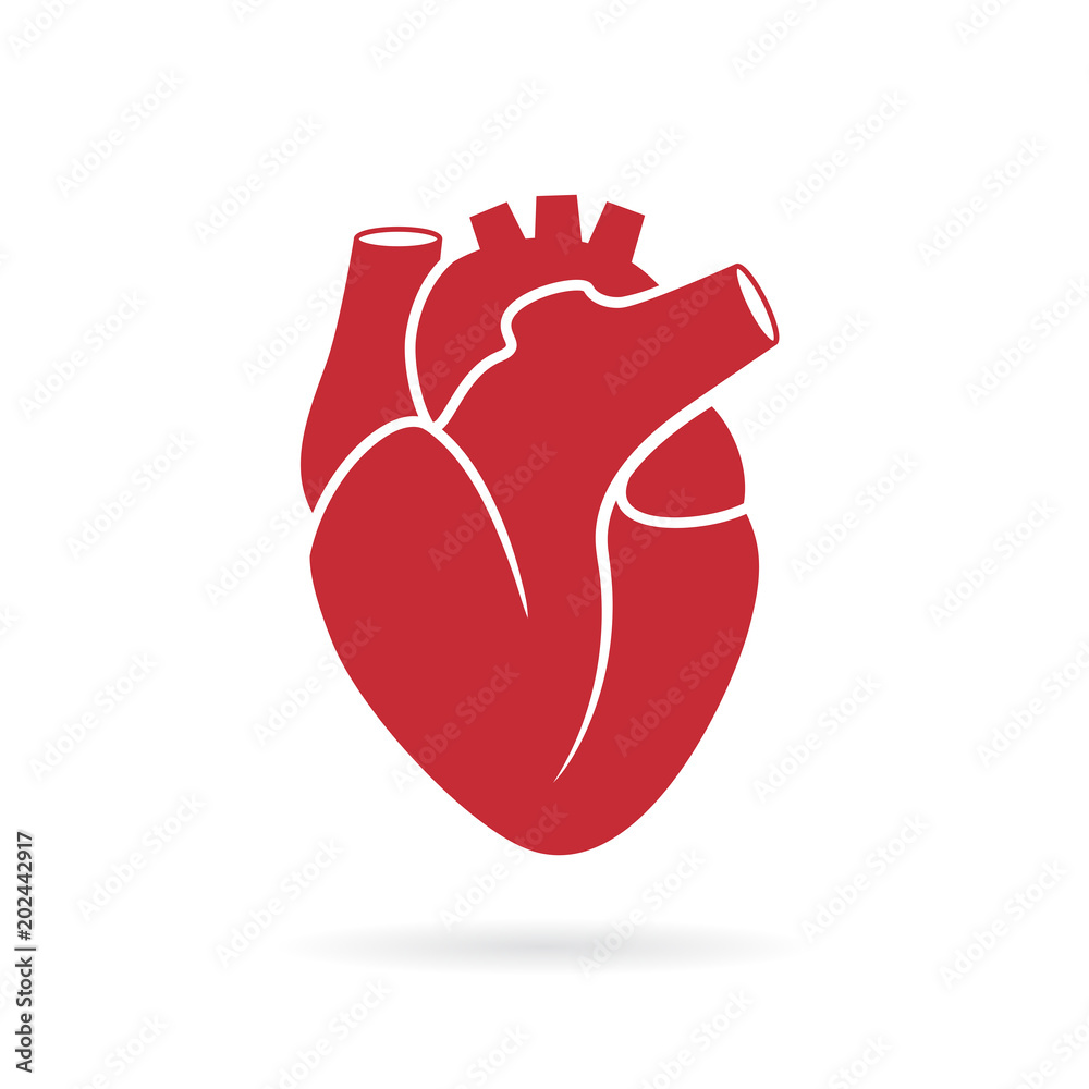 Realistic human heart vector drawing - obrazy, fototapety, plakaty 