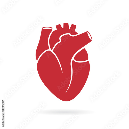 Realistic human heart vector drawing