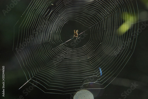 Background, texture: a spider in the center of a web - against a dark background, the return lighting