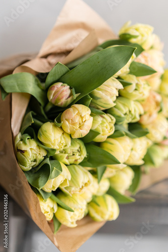 Tulips of pastel yellow color. Big buds. Floral natural backdrop. Unusual flowers, unlike the others. Shallow focus. Wallpaper, Vertical photo