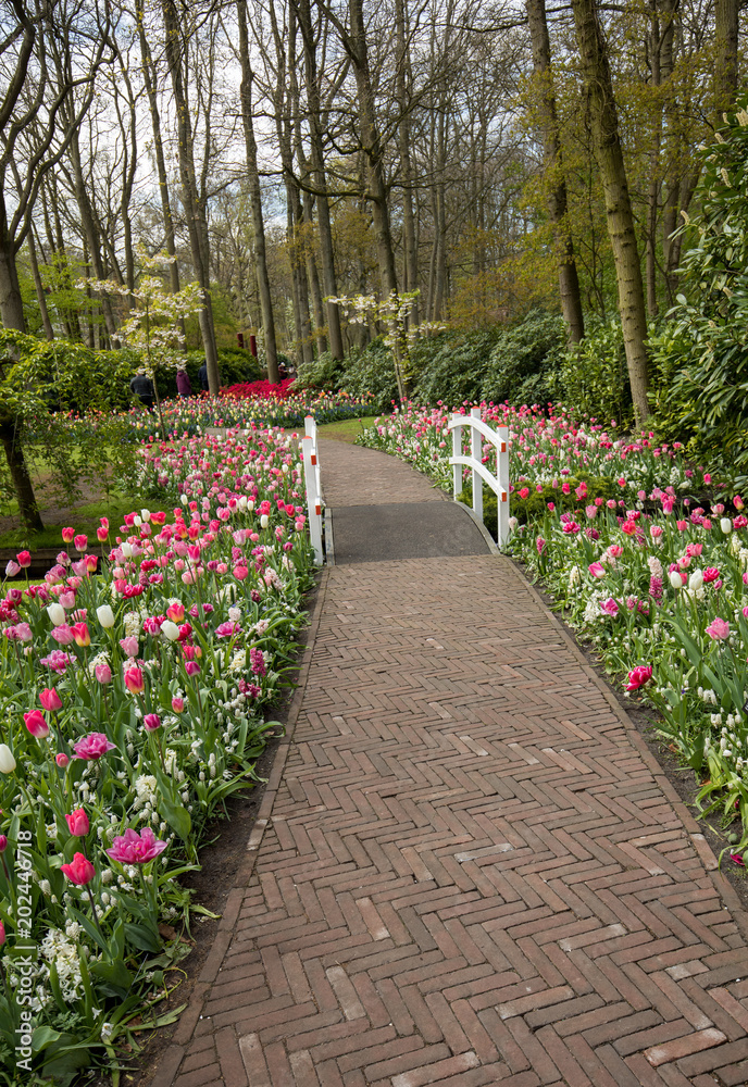 romantic path in the park between blooming colorful tulips and