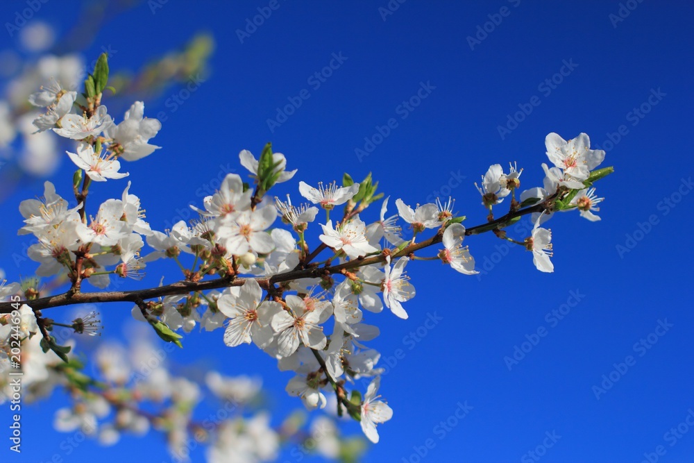 Blossoms tree flowers. Cherry tree blossoms in spring over blue sky background. Blossoms tree flowers. Cherry tree blossoms in spring over blue sky background.