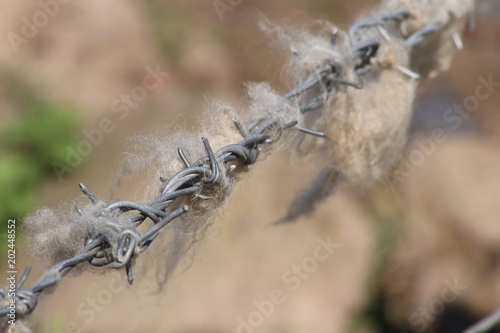 Sheep's fleece caught on barbed wire.. macro © mcKensa