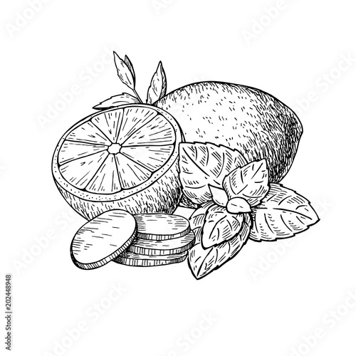 Lemon, mint and ginger vector drawing. Root, hearb leaf and frui