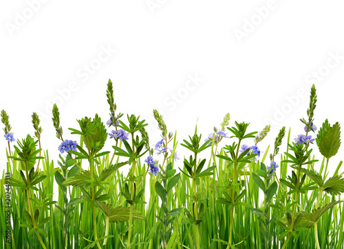 Wild grass and flowers isol...