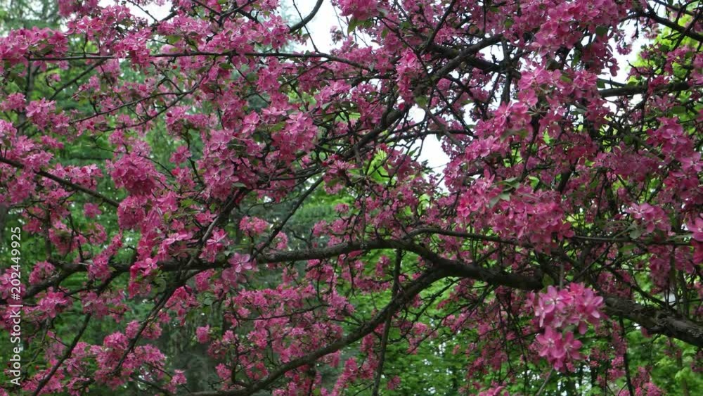 The blossoming tree crabapples in the city park The blossoming tree crabapples in the city park