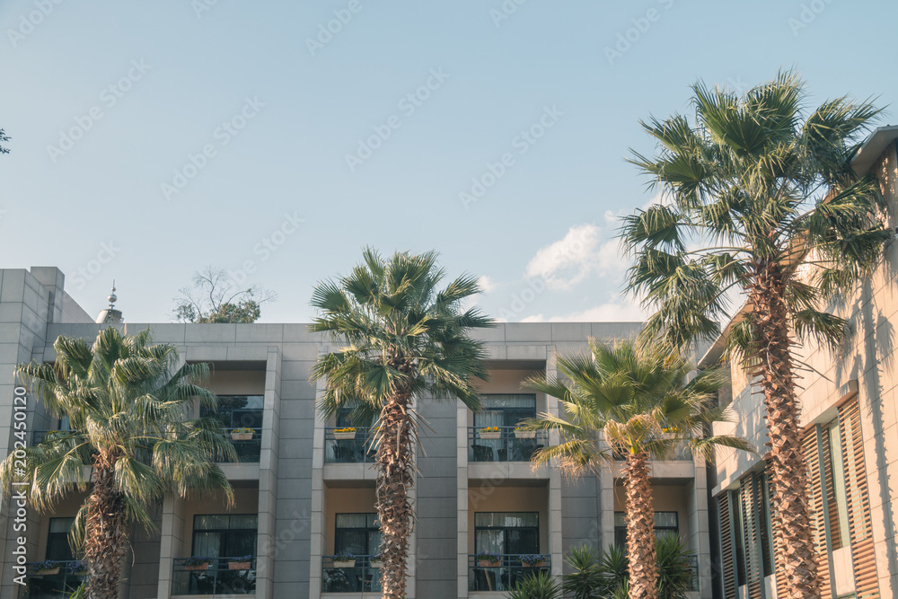 Modern architecture and coconut tree