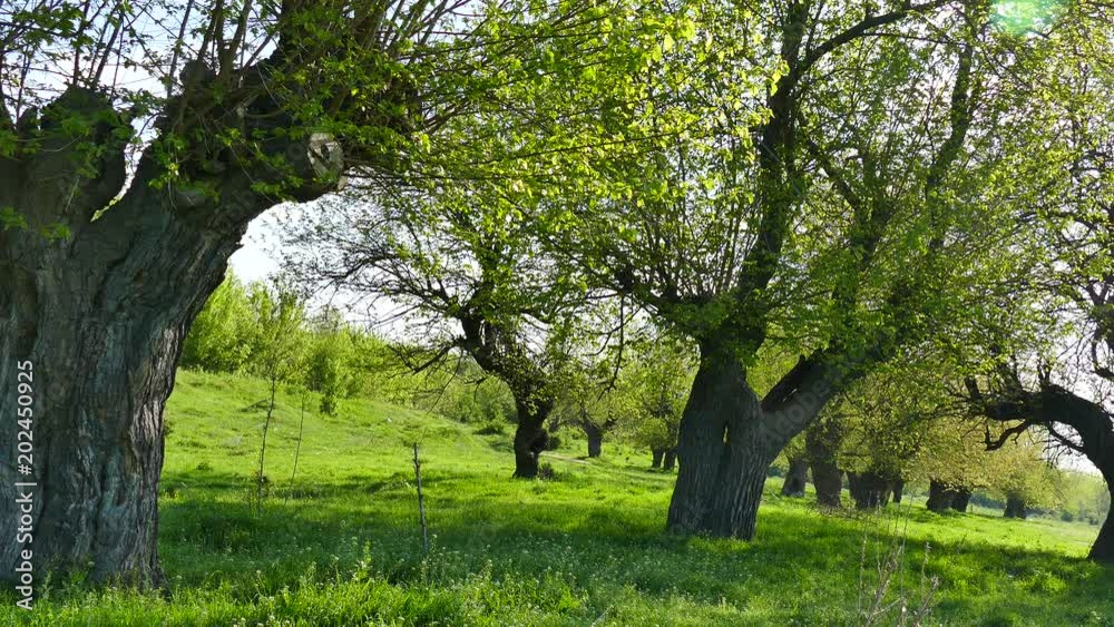 Spring in the middle of nature. Old mulberry trees wake up. Spring in the middle of nature. Old mulberry trees wake up.