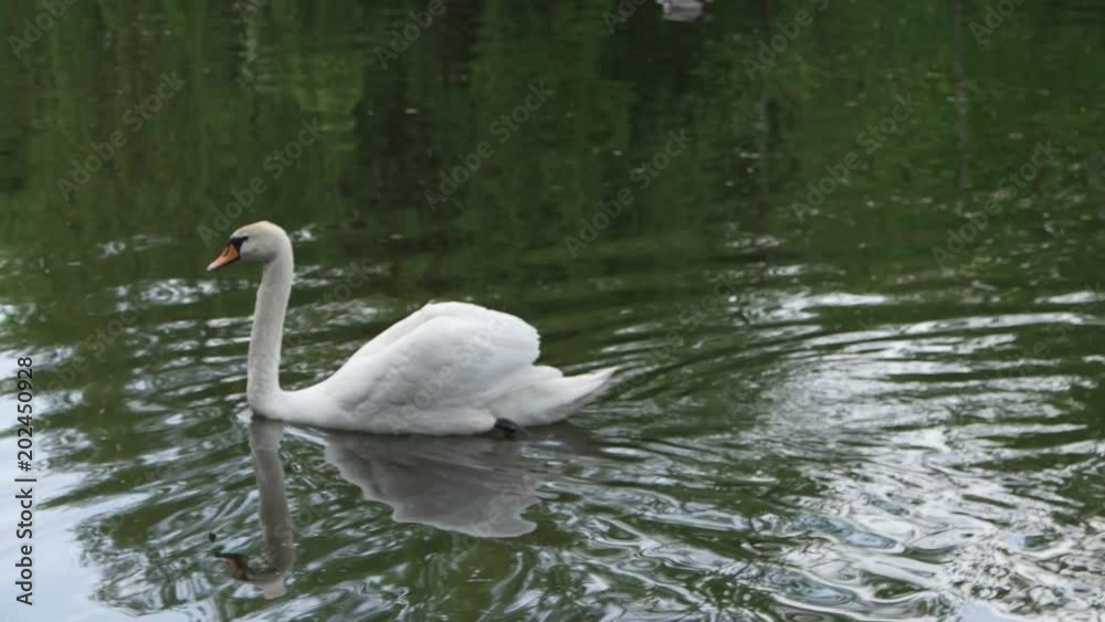 White swan swims in the lake of the city park White swan swims in the lake of the city park