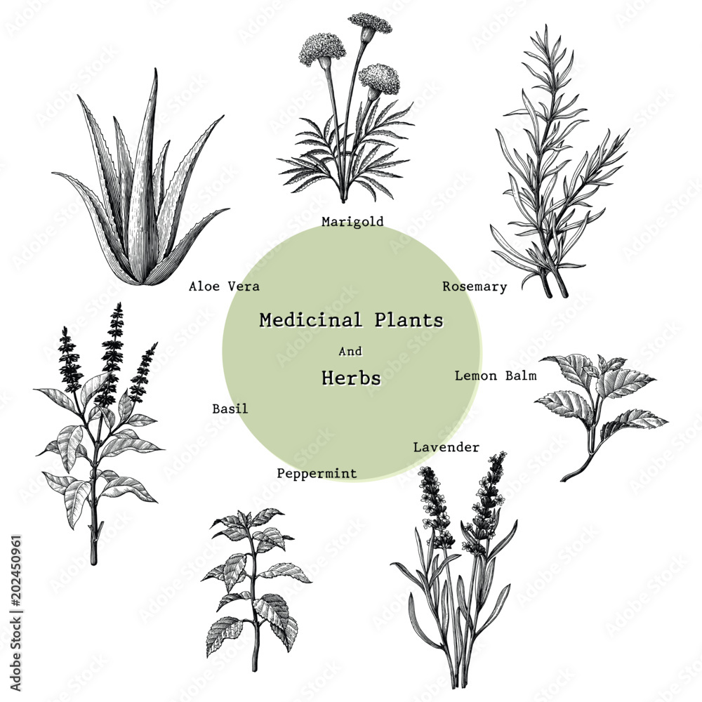 Ταπετσαρία Medicinal plants and herbs hand drawing vintage engraving illustration