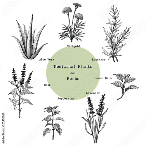 Medicinal plants and herbs hand drawing vintage engraving illustration photo