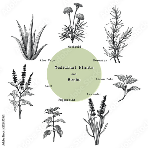 Medicinal plants and herbs hand drawing vintage engraving illustration