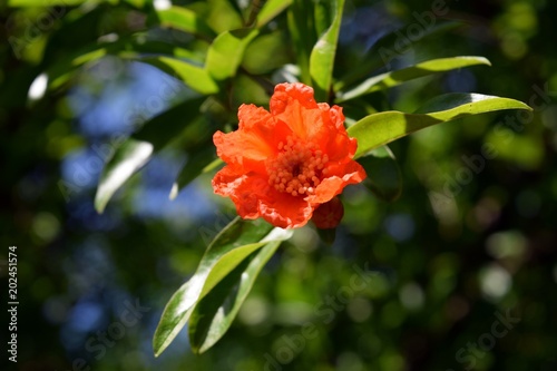 Garnet.Flowering pomegranate from the gardens of Marmaris	