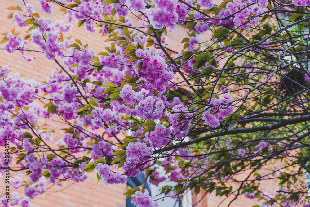 spring trees with branches full of pink flowers blooming spring trees with branches full of pink flowers blooming