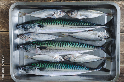 Fresh fish several species in metal tray. Top view.