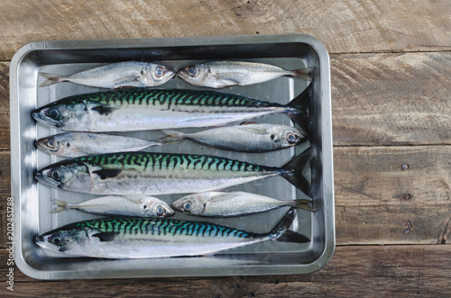 Fresh fish several species in metal tray. Top view.