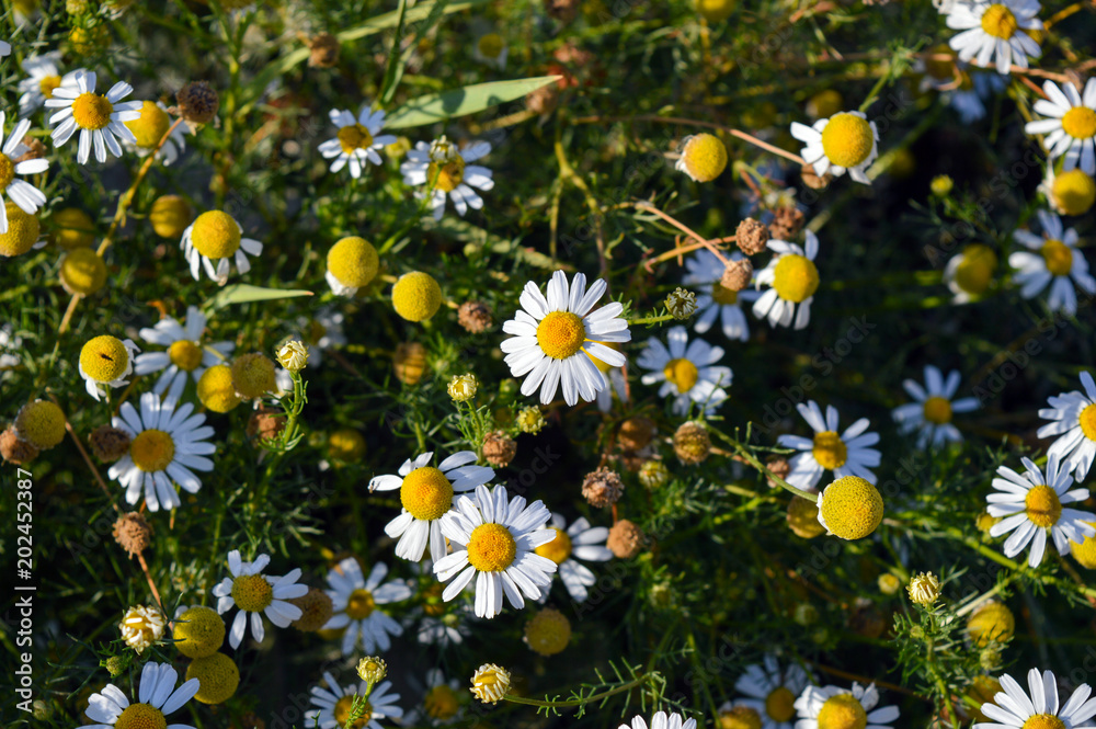 German chamomile (Matricaria chamomilla) blooming on summer meadow