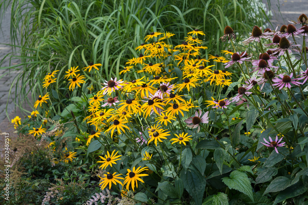 Ταπετσαρία Bright flowers of rudbeckia hirta blooming in autumn garden, yellow flowers with