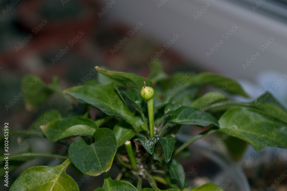 Chili pepper plant with small pod ripening on window sill Chili pepper plant with small pod ripening on window sill