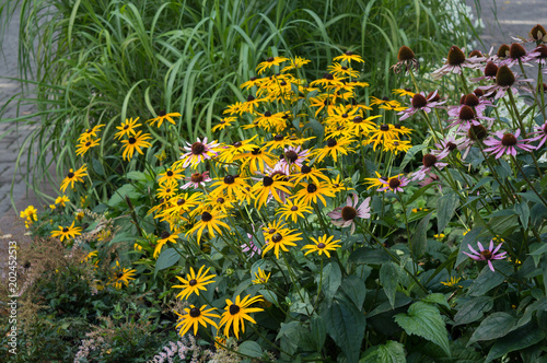 Bright flowers of rudbeckia hirta blooming in autumn garden, yellow flowers with brown center