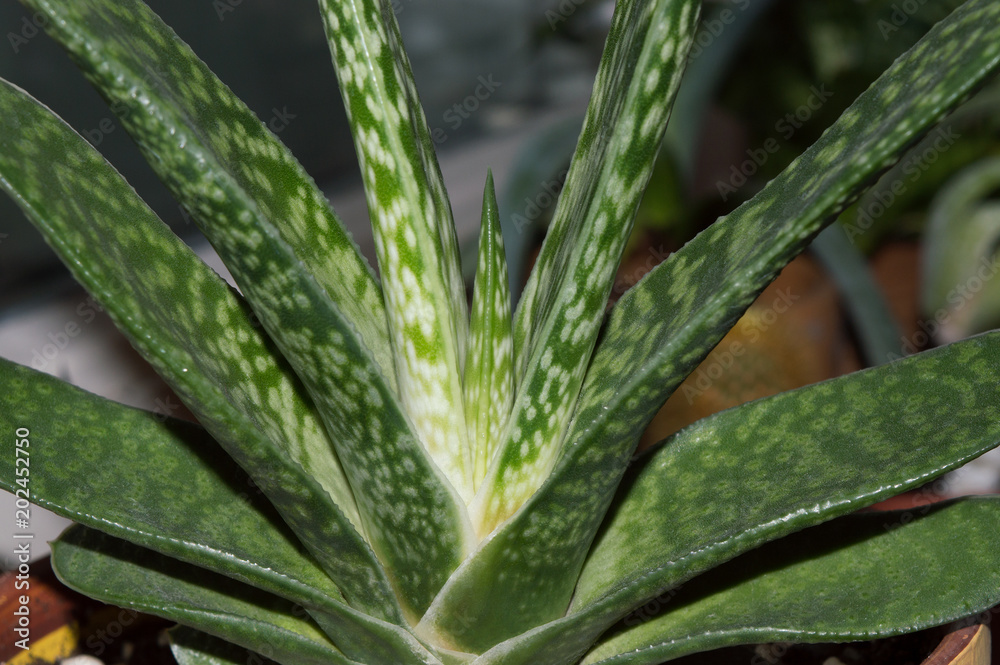 Obraz premium Close up of gasteria leaves, popular succulent indoor plant