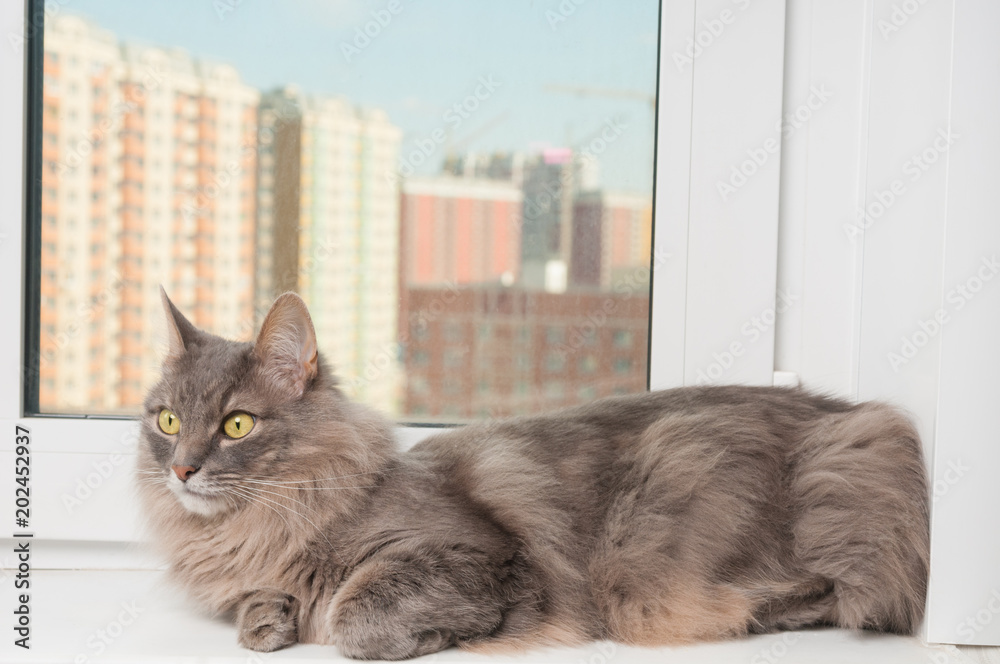 Furry gray cat on a window sill