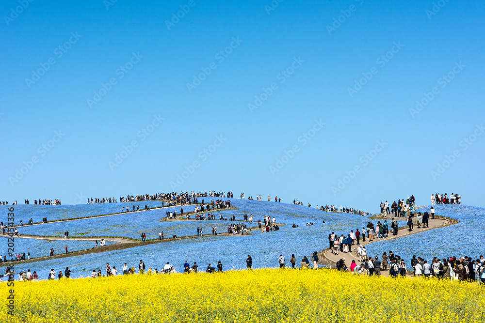 Φωτογραφία IBARAKI-JAPAN-April 16 : Beautiful kochias hill in spring season at Hitachi seas