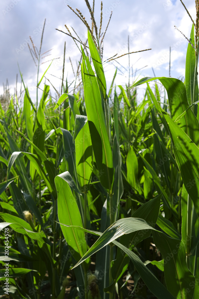 Obraz premium Plants: Maize field in the rural Altenburg county in Eastern Thuringia