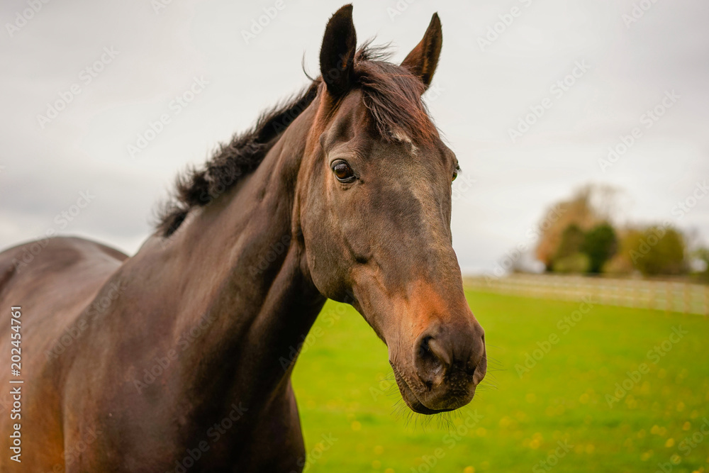 Fototapeta premium Black Bay Horse in The Farm Land