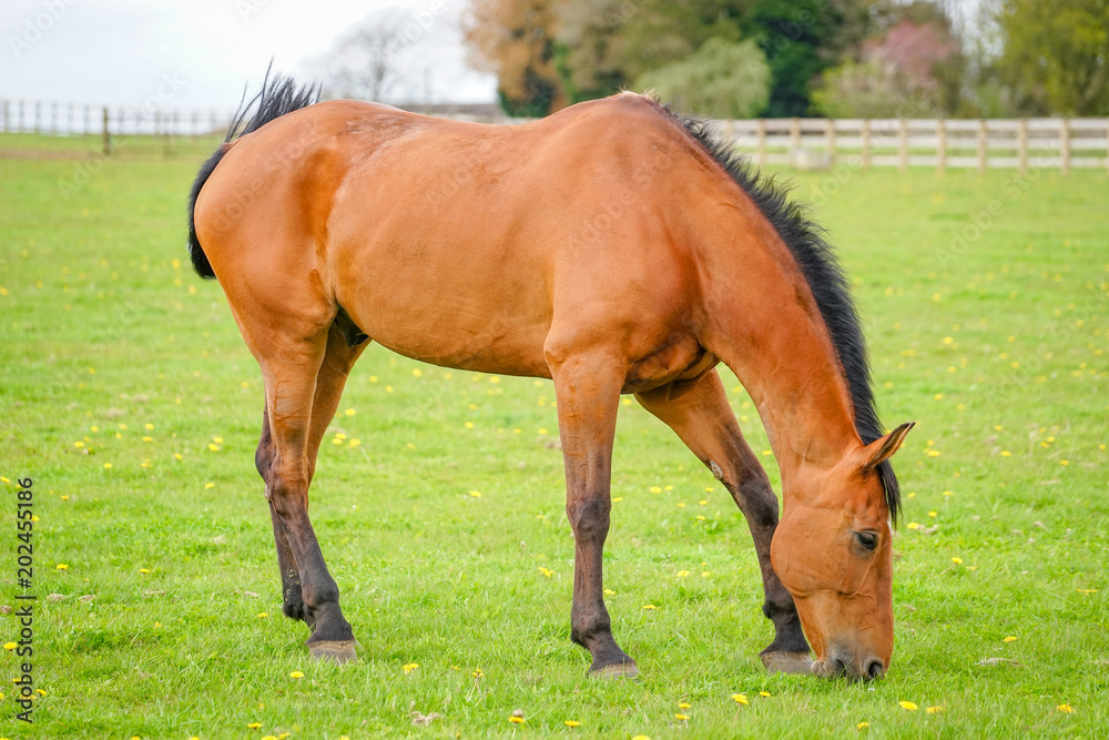 Fototapeta premium Chestnut Horse in The Farm Land