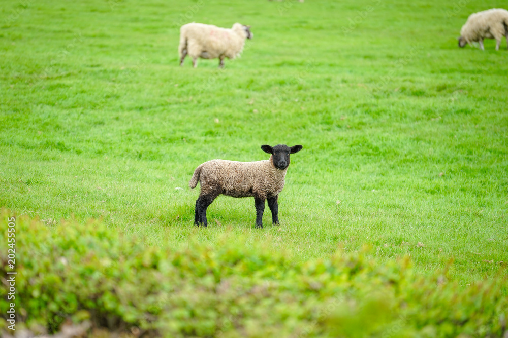 Suffolk Sheep on The Green Field, Cotswold, England Suffolk Sheep on The Green Field, Cotswold, England
