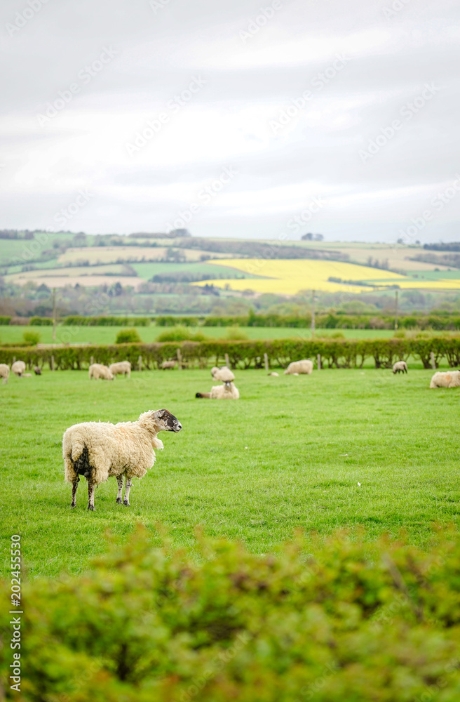 Fototapeta premium Sheep grazing on The Field, Cotswold, England