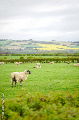 Sheep grazing on The Field, Cotswold, England