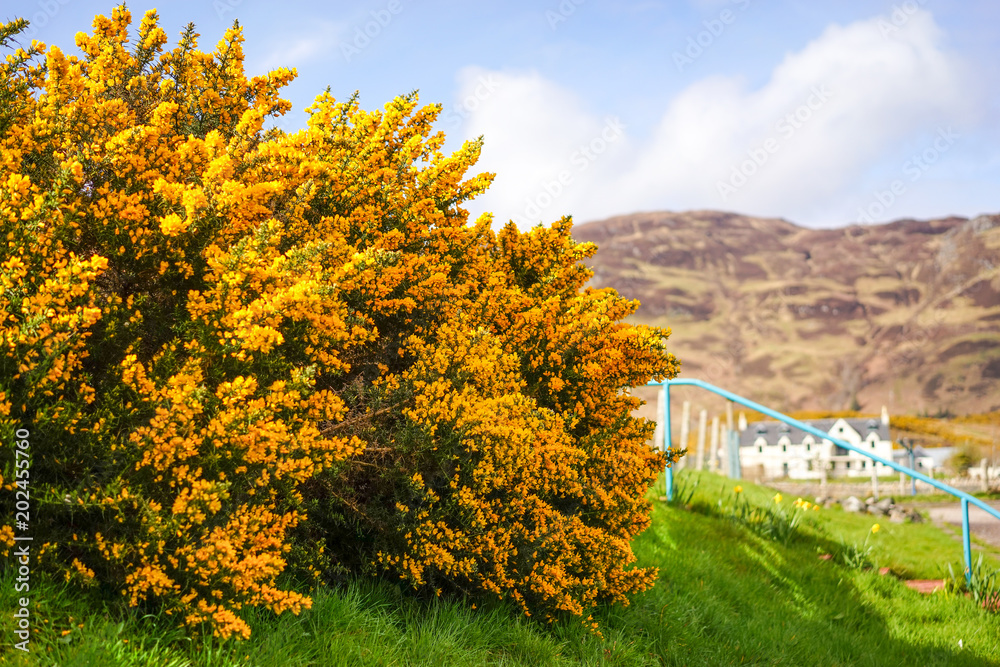 A Yellow Flower Bush with House Blur Background