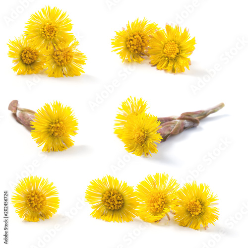 Quadro su tela Closeup of a blooming coltsfoot (Tussilago farfara) spring flowers isolated on a white background