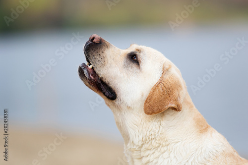 muzzle labrador dog outdoors