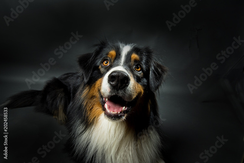 Australian Sheperd Rüde © Klaus