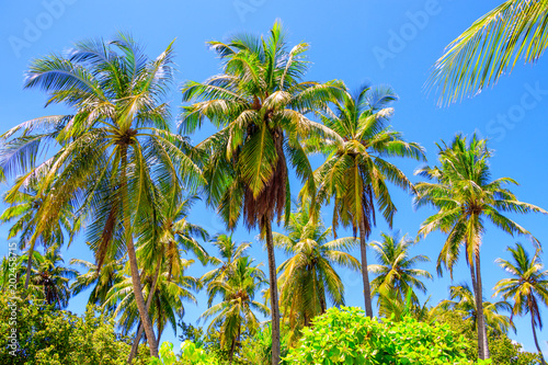 Walkway between palm trees on a Maldives island