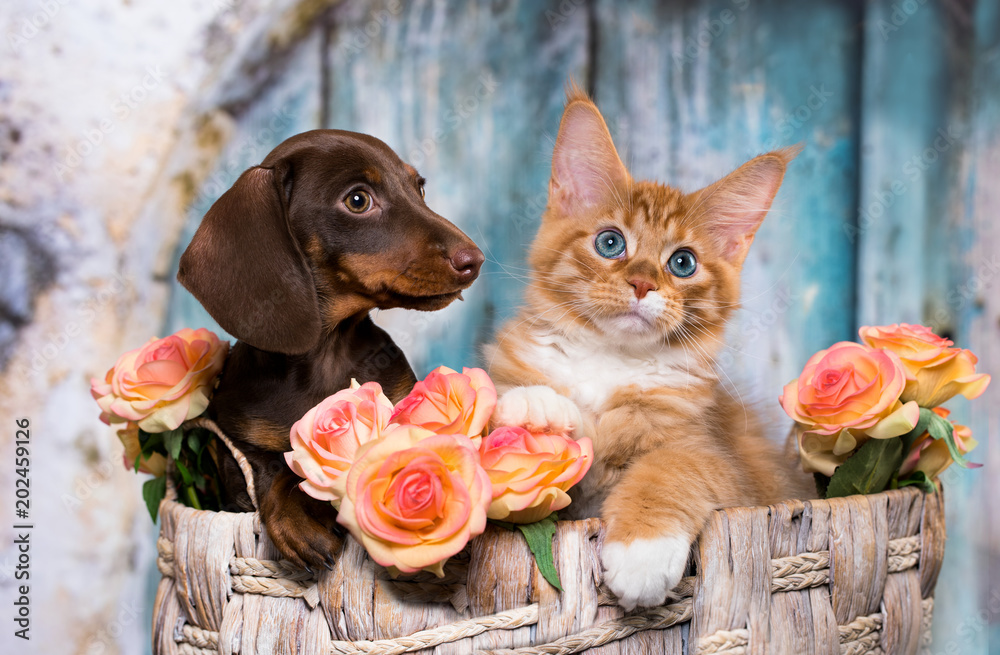 Can Cats And Dogs Eat Chocolate