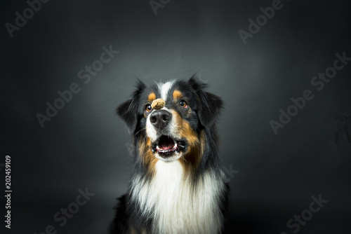 Australian Sheperd Rüde © Klaus