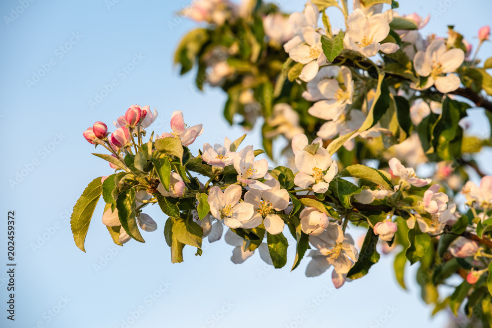 Apfelblüte mit rosa blättern und offenen Blüten gegen blauen Himmel