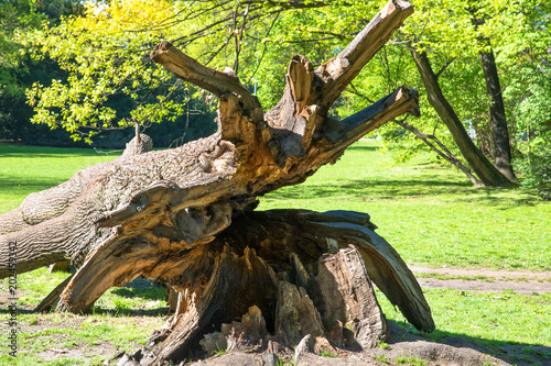 Fallen mighty oak in eastern Poland