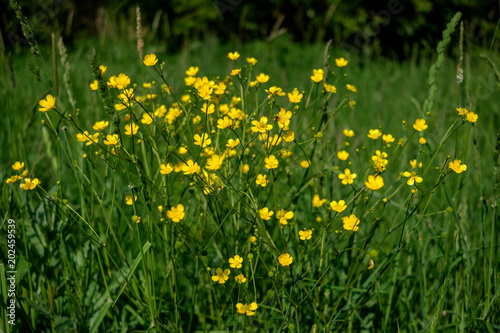 yellow marsh-marigold flowers in the green grass, close up / agriculture and countryside - spring