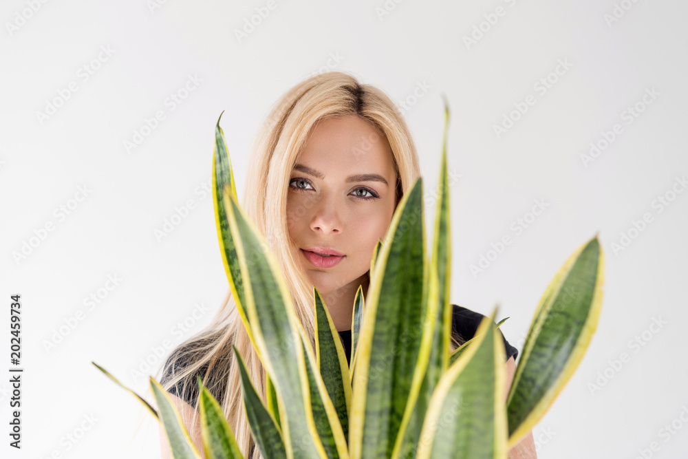 Naklejka premium beautiful blonde girl looking at camera through leaves on green houseplant isolated on grey