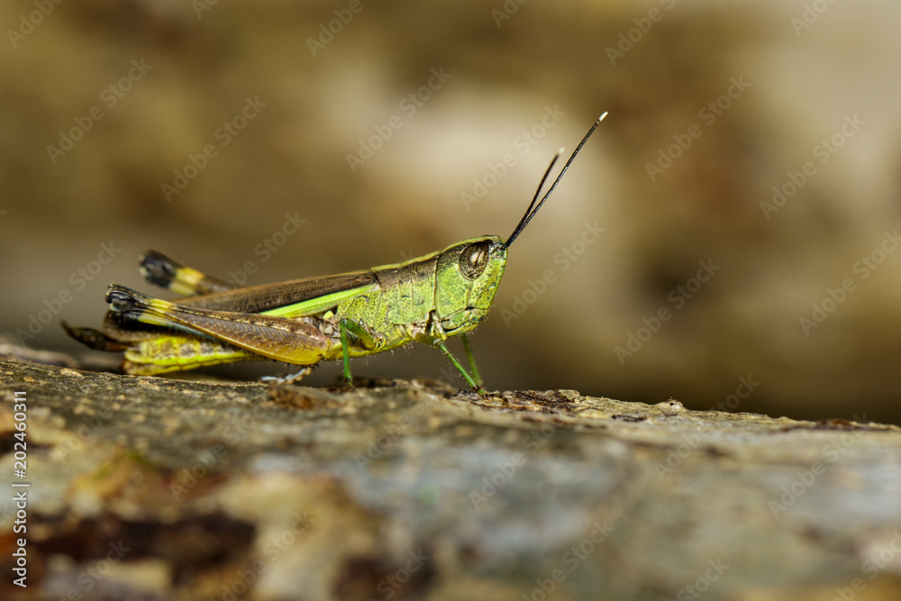 Image of sugarcane white-tipped locust (Ceracris fasciata) on the natural background. Insect. Animal. Caelifera., Acrididae Image of sugarcane white-tipped locust (Ceracris fasciata) on the natural background. Insect. Animal. Caelifera., Acrididae