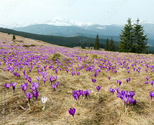 Purple Crocus flowers on spring mountain