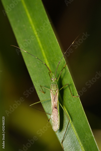 Image of Rice bug (Leptocorisa oratorius) on green leaves. Insect, Animal.