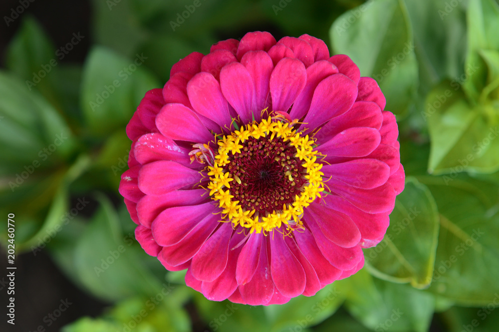 A garden flower of zinnia in the garden is a top view. A garden flower of zinnia in the garden is a top view.