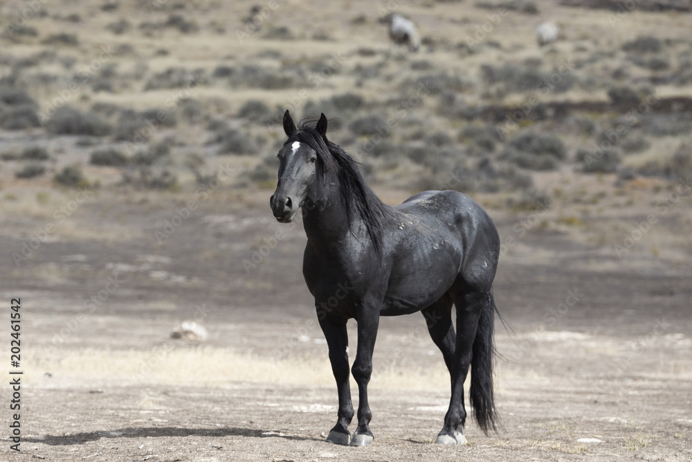 Onaqui Herd wild mustangs in the Great Desert Basin, Utah USA Onaqui Herd wild mustangs in the Great Desert Basin, Utah USA